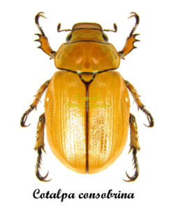 Cotalpa consobrina