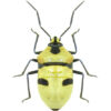 Eucorysses grandis ( 10pcs )