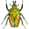 Eudicella colmanti colmanti ( breed ) high mixture red