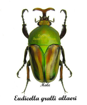 Eudicella gralli allaeri ( breed )
