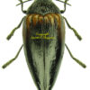 Sternocera orissa variabilis
