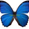 Morpho didius ( 5-pcs )