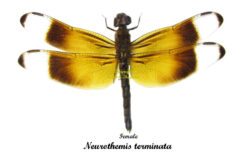 Neurothemis terminata ( spread )