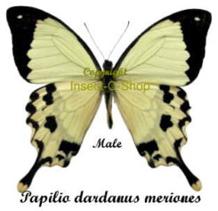 Papilio dardanus meriones