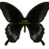 Papilio deiphobus deiphobus