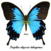 Papilio ulysses telegonus