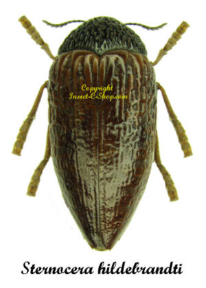 Sternocera hildebrandti