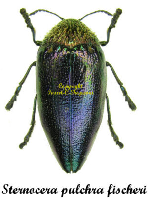 Sternocera pulchra fischeri