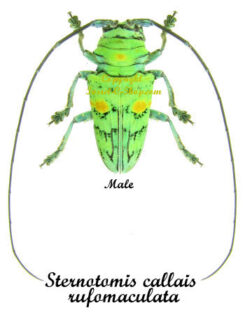Sternotomis callais rufomaculata