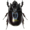 Trichogomphus robustus
