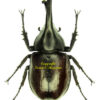Xylotrupes  sumatrensis