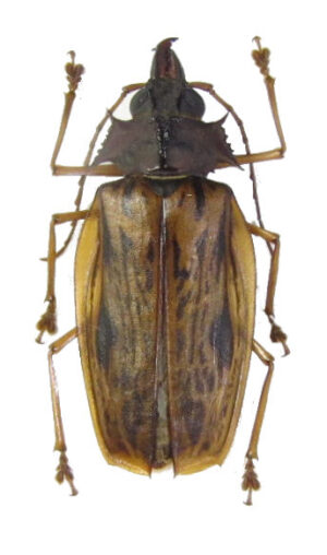 Macrodontia zischkai