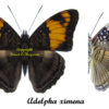 Adelpha ximena - Image 2