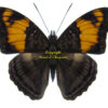 Adelpha ximena