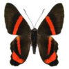Ancyluris mira