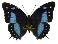 Baeotus baeotus