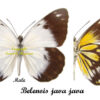Belenois java java - Image 2