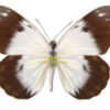 Belenois java java