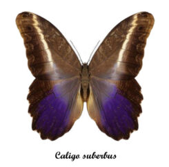 Caligo suberbus