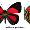 Callicore peristera - Image 2