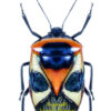 Catacanthus punctus