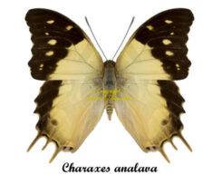 Charaxes analava