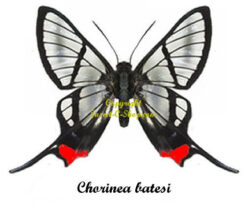 chorinea  batesi