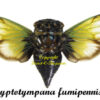 Cryptotympana fumipennis ( spread )