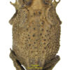 Duttaphrynus melanostictus ( seated ) - Image 2