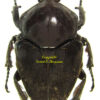 Fornasinius higginsi ( very rare )