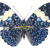 Hamadryas amphinome amphinome