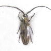 Hippopsicon sp. ( confluens? )