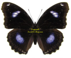 Hypolimnas bolina