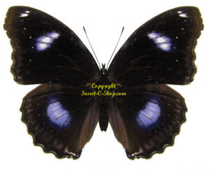 Hypolimnas bolina