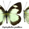 Leptophobia penthica - Image 2