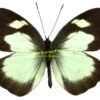 Leptophobia penthica