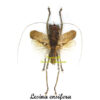 Lesina ensifera ( spread )
