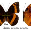 Lexias aeropus aeropus - Image 2