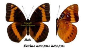 Lexias aeropus aeropus - Image 2