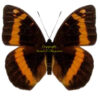 Lexias aeropus aeropus