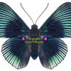 Lyropteryx apollonia