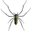 Nephila pilipes ( 5pcs )