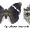 Opsiphanes tamarindi - Image 2