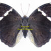 Opsiphanes tamarindi