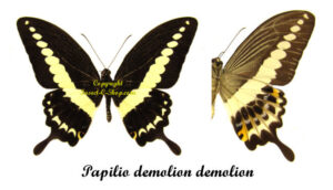 Papilio demolion demolion – Image 2