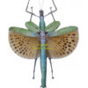 Paracyphocrania major ( spread )