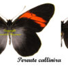 Pereute callinara ( 5-pcs ) - Image 2