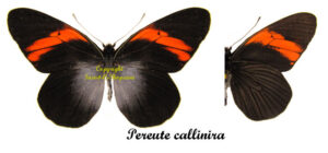 Pereute callinara ( 5-pcs ) - Image 2