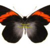 Pereute callinara ( 5-pcs )