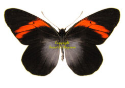 Pereute callinara